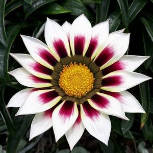 Meet your Posher, Laarni